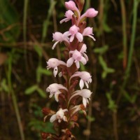 Satyrium nepalense D.Don
